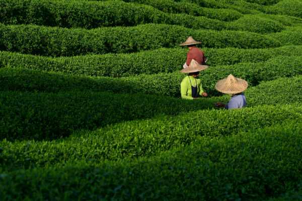 Three Asian woman tea pickers working on a farm